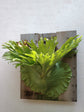Platycerium Bifurcatum