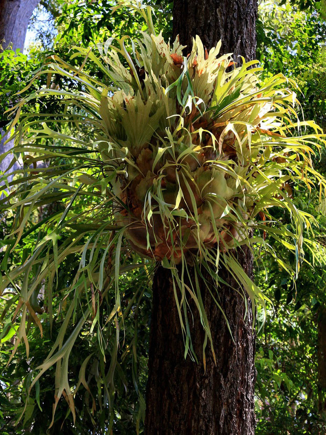 Platycerium Bifurcatum