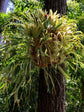 Platycerium Bifurcatum