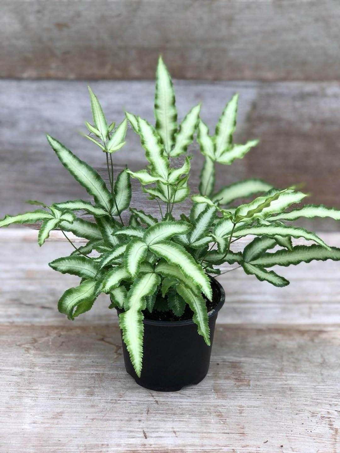 Pteris Cretica Plant or Fern Cretan brake with Cream White and Green Border coloured leaves