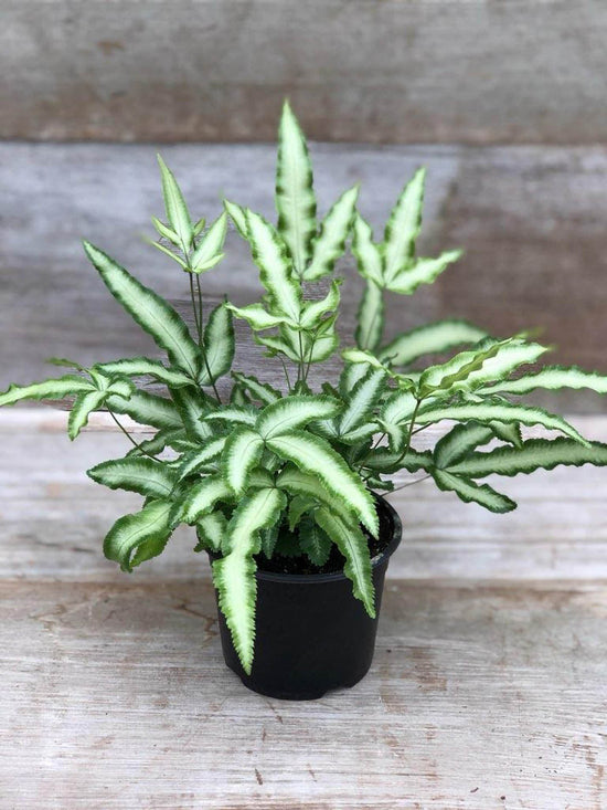 Pteris Cretica Plant or Fern Cretan brake with Cream White and Green Border coloured leaves