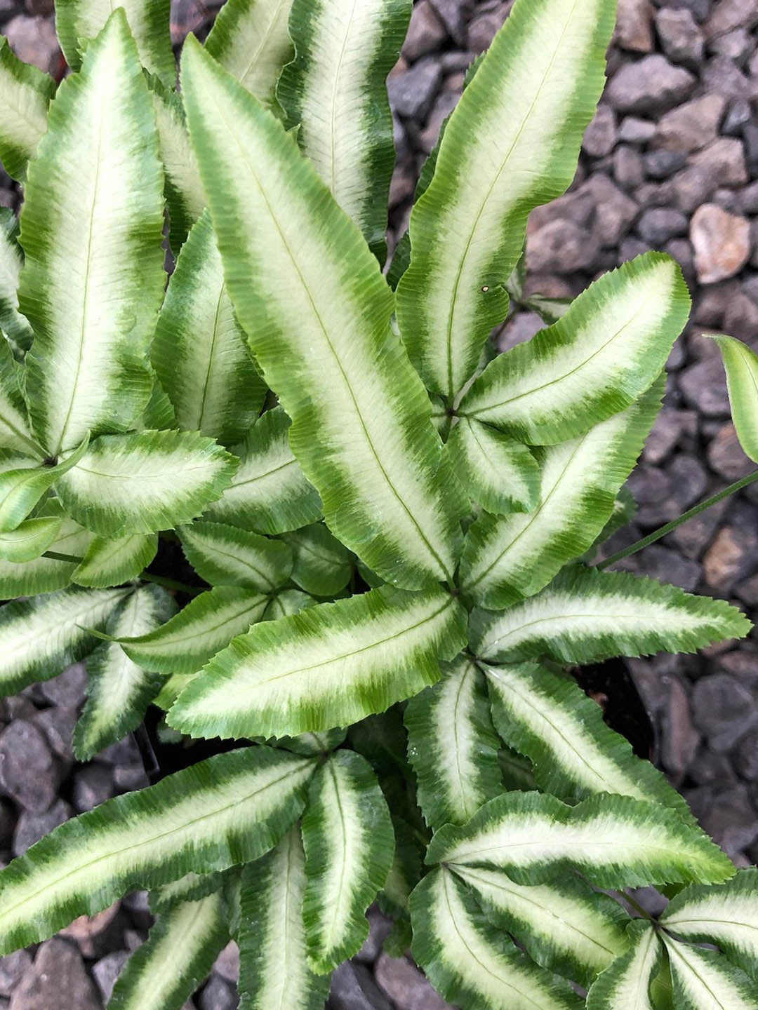 Pteris Cretica