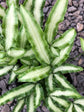 Pteris Cretica