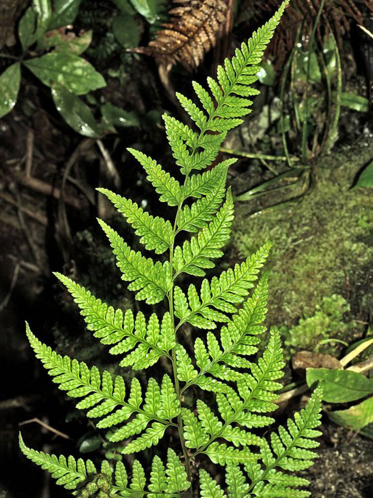 Rumohra Adiantiformis Green Plant or Leatherleaf Fern with Green coloured leaves