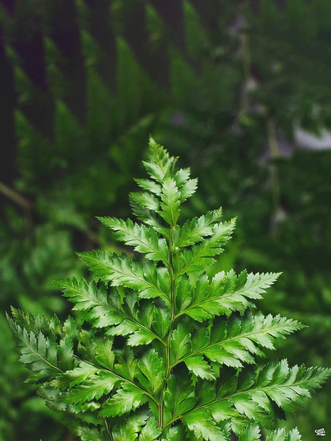 Rumohra Adiantiformis Lime Plant or Leatherleaf fern with Lime Green coloured leaves