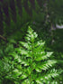 Rumohra Adiantiformis Lime Plant or Leatherleaf fern with Lime Green coloured leaves