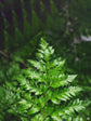 Rumohra Adiantiformis Lime Plant or Leatherleaf fern with Lime Green coloured leaves