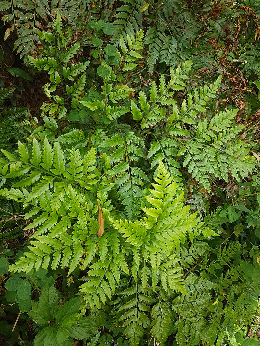 Rumohra Adiantiformis Lime 