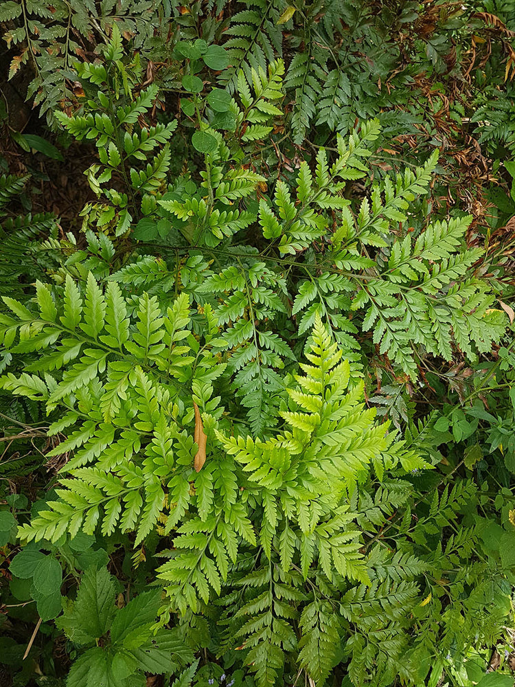 Rumohra Adiantiformis Lime 