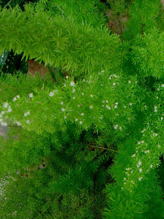 Asparagus Aethiopicus Plant or Foxtail fern with Green coloured leaves