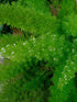 Asparagus Aethiopicus Plant or Foxtail fern with Green coloured leaves