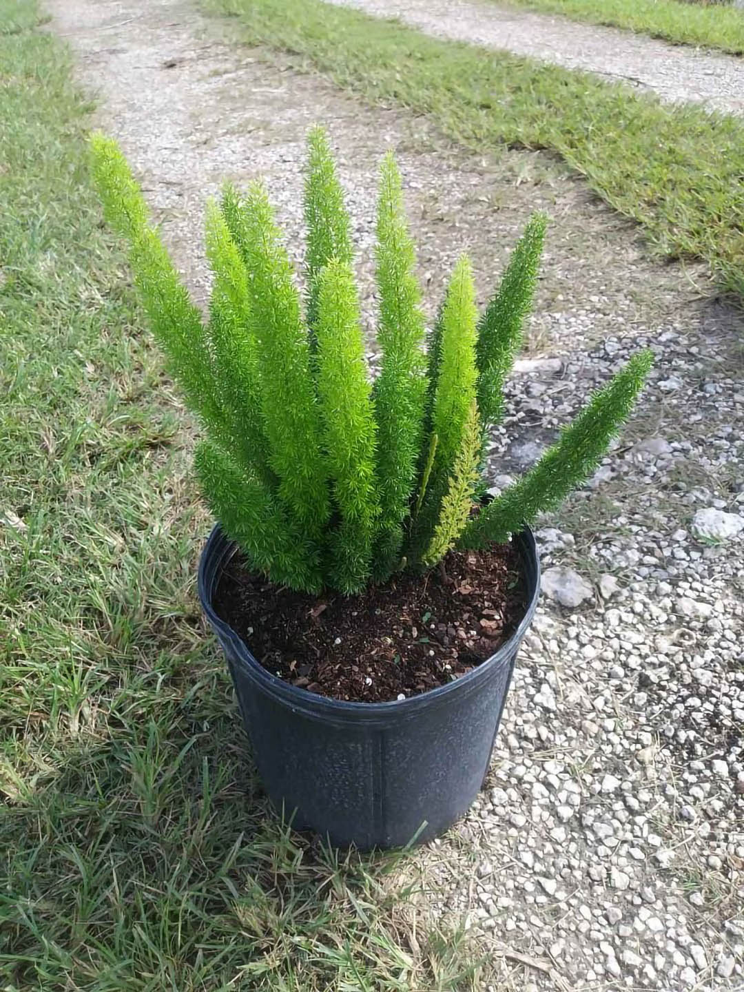 Asparagus Aethiopicus