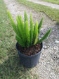Asparagus Aethiopicus