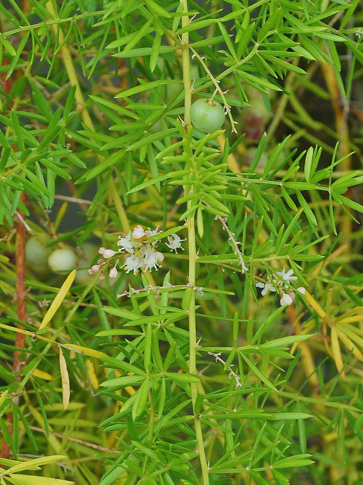 Asparagus Aethiopicus