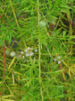 Asparagus Aethiopicus