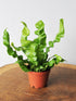 Asplenium Nidus Crispy Wave Plant or Bird s nest fern, Cobra Fern with Green coloured leaves