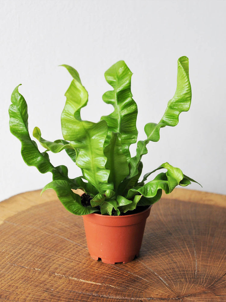 Asplenium Nidus Crispy Wave Plant or Bird s nest fern, Cobra Fern with Green coloured leaves