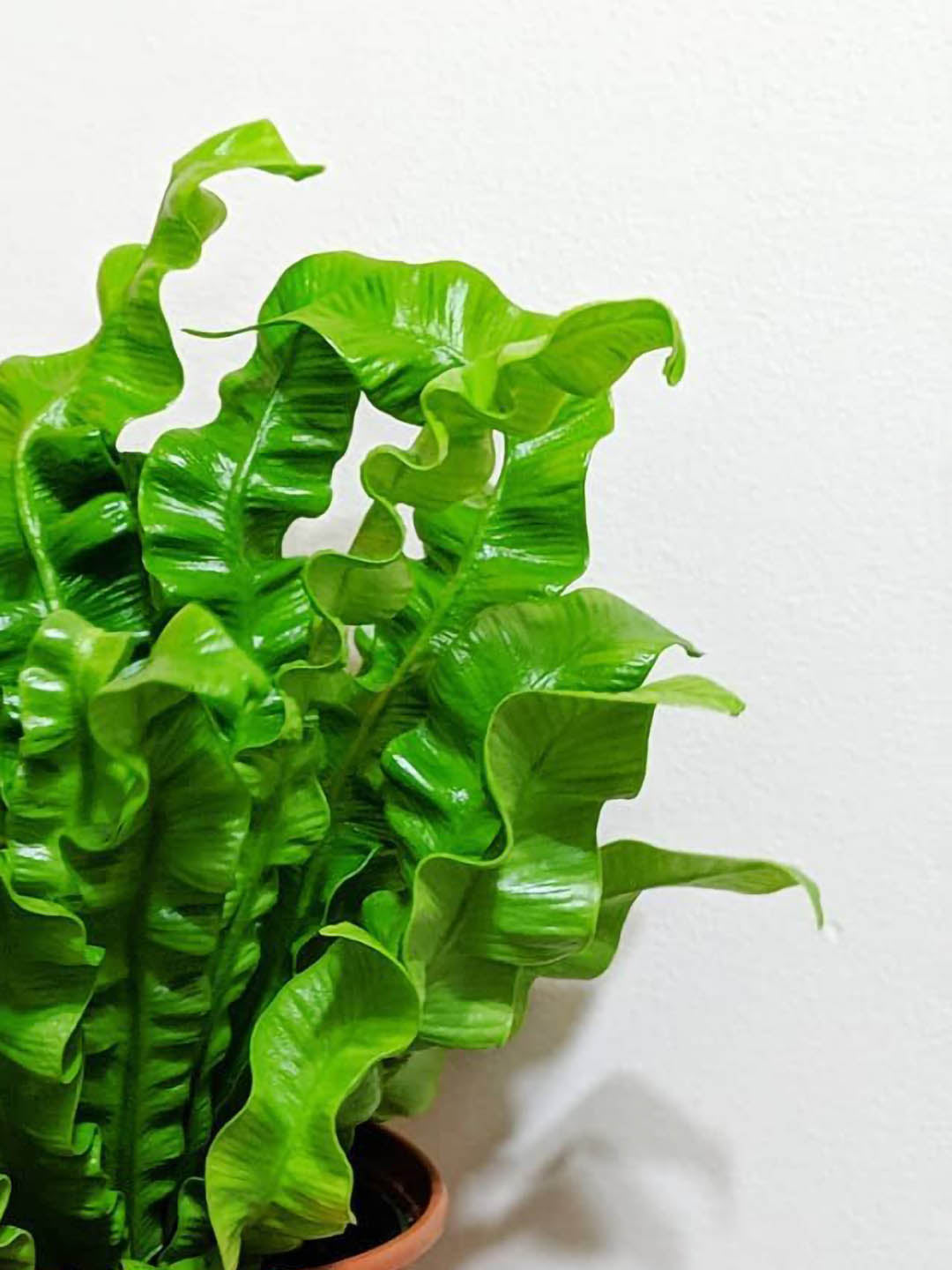 Asplenium Nidus Crispy Wave 