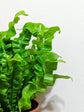 Asplenium Nidus Crispy Wave 