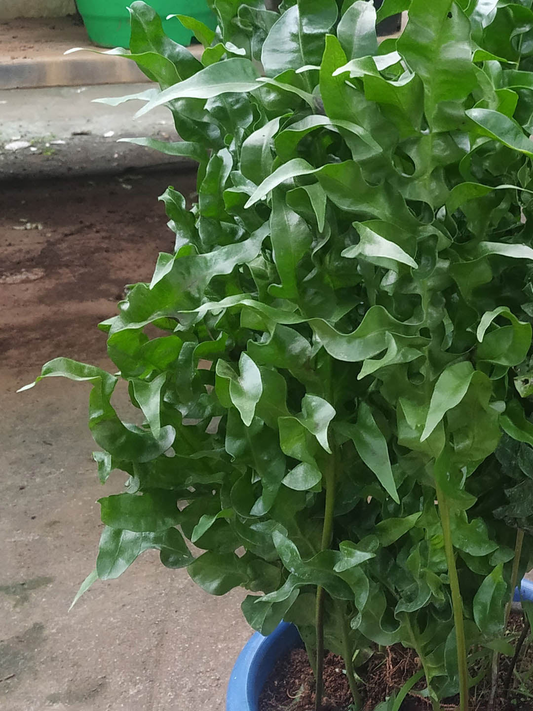 Asplenium Nidus Crispy Wave 