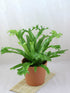 Asplenium Crissie Amy Plant or Bird s Nest Fern with Green coloured leaves