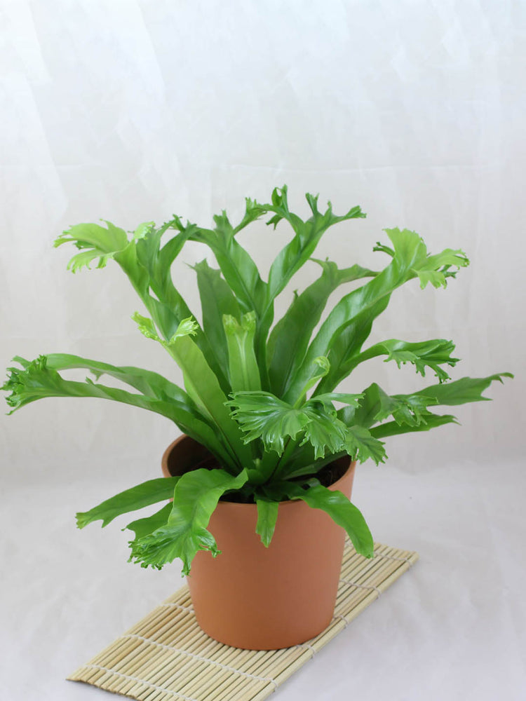 Asplenium Crissie Amy Plant or Bird s Nest Fern with Green coloured leaves
