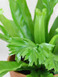 Asplenium Crissie Amy