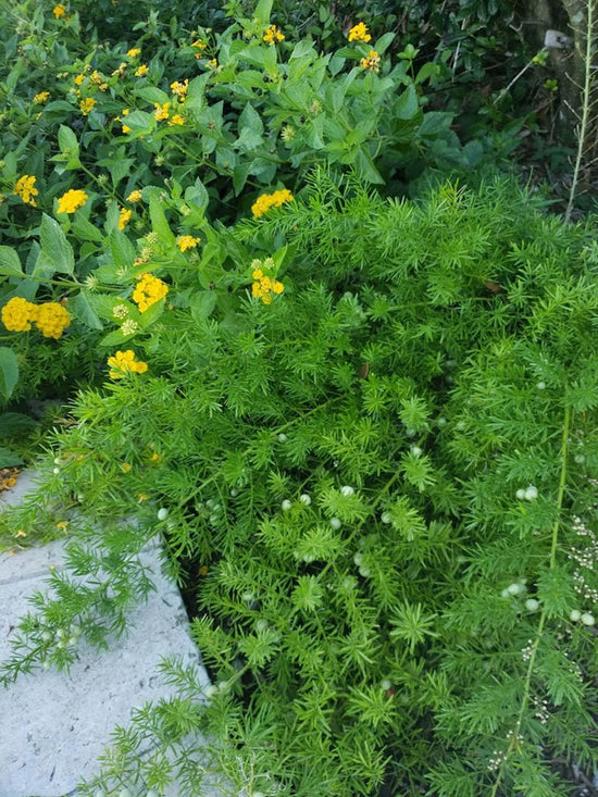Asparagus Racemosus Plant or Shatavari with Green coloured leaves