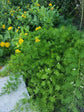 Asparagus Racemosus Plant or Shatavari with Green coloured leaves