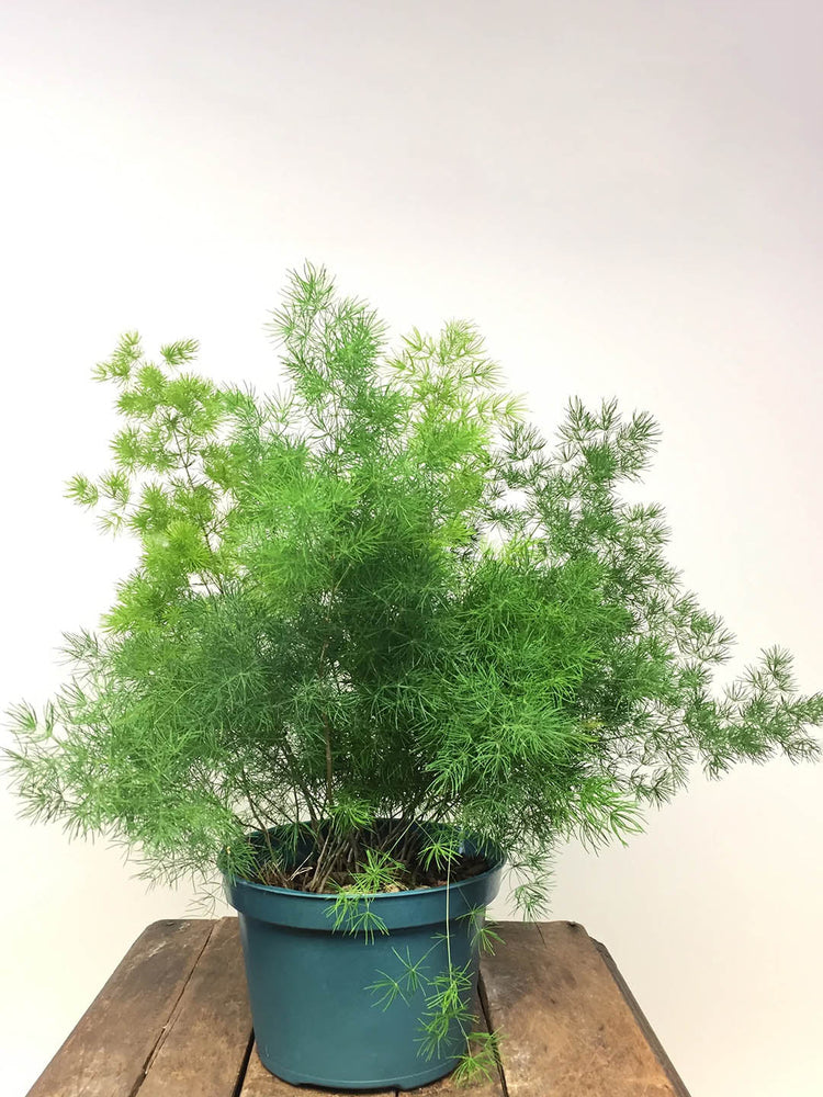 Asparagus Racemosus