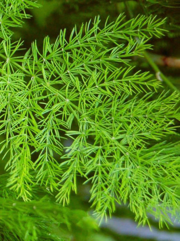 Asparagus Racemosus