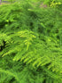 Asparagus Plumosus Plant or Asparagus fern, Lace Fern with Green coloured leaves