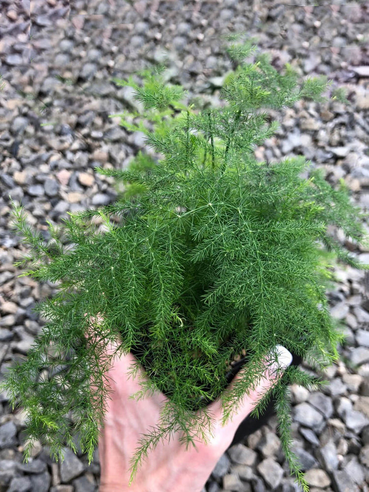 Asparagus Plumosus