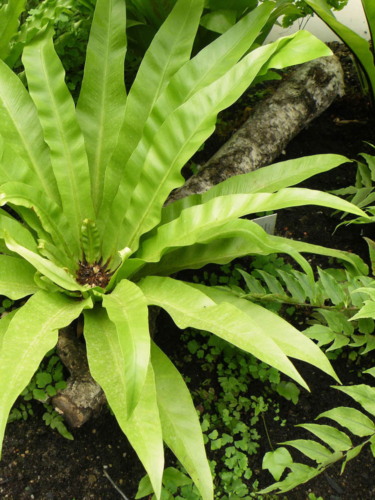 Asplenium Nidus Antiquum Plant or Bird s nest fern, Cobra Fern with Green coloured leaves