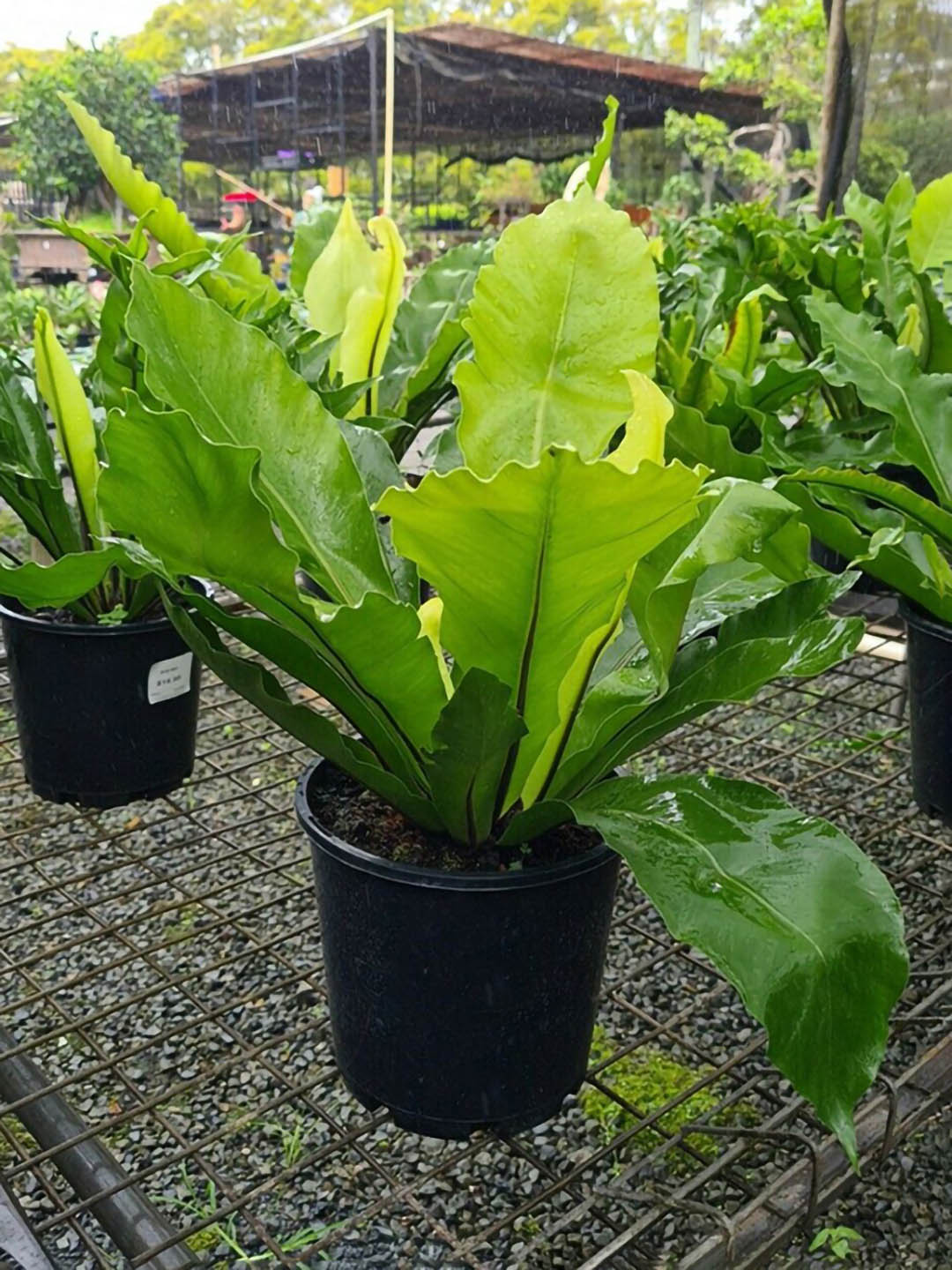 Asplenium Nidus Antiquum 