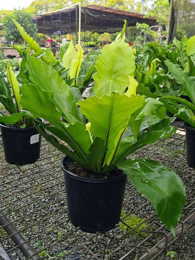 Asplenium Nidus Antiquum 