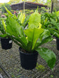Asplenium Nidus Antiquum 