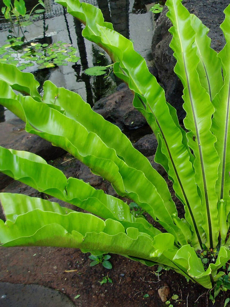 Asplenium Nidus Antiquum 