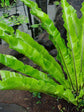 Asplenium Nidus Antiquum 