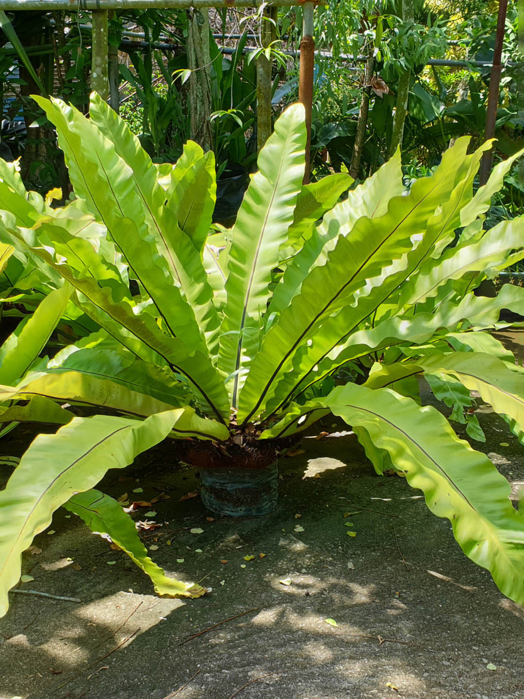 Asplenium Nidus Antiquum 