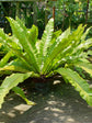 Asplenium Nidus Antiquum 