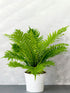 Blechnum Gibbum Plant or Tree Fern, Lady Fern with Bright Green coloured leaves