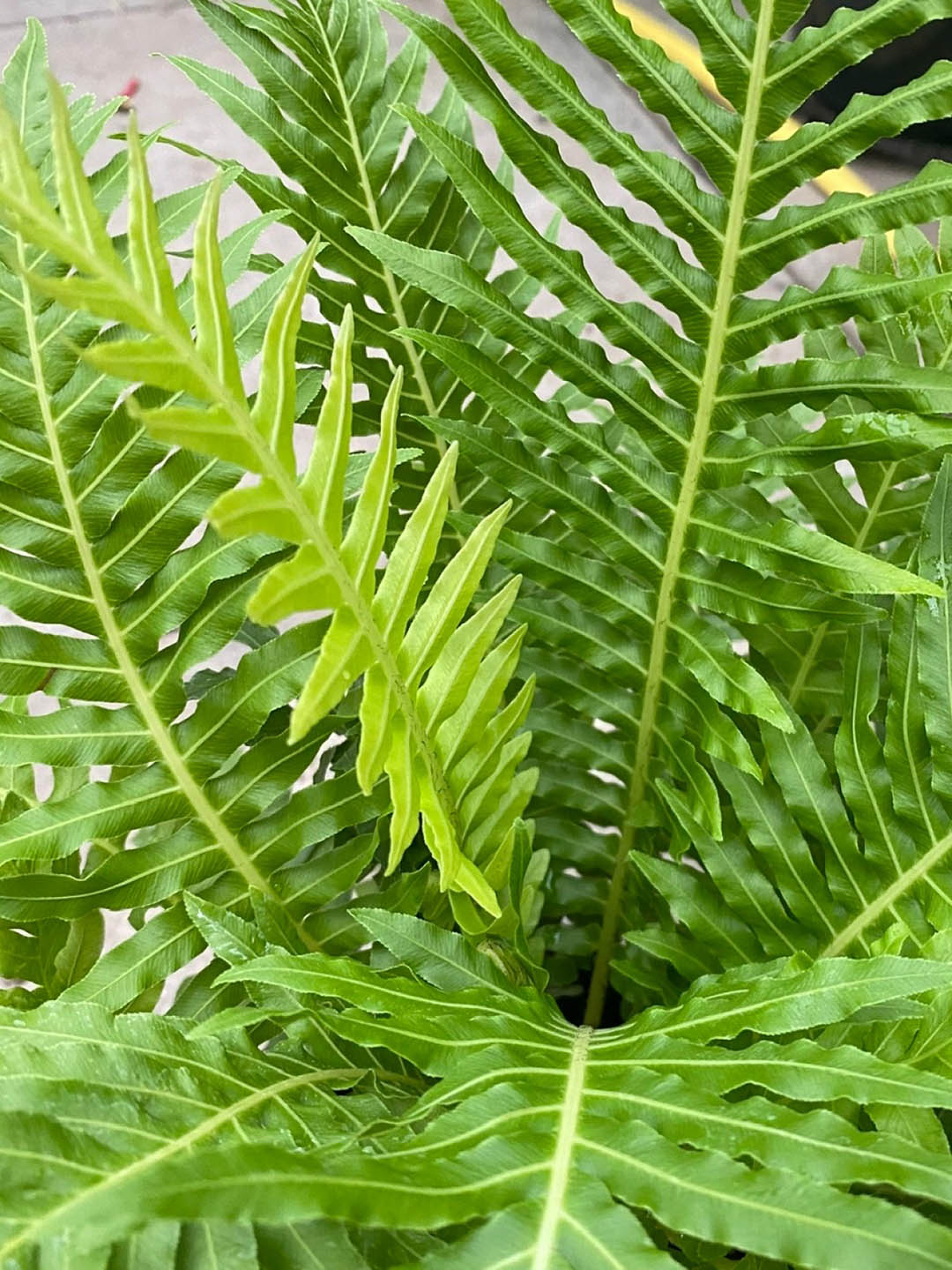 Blechnum Gibbum