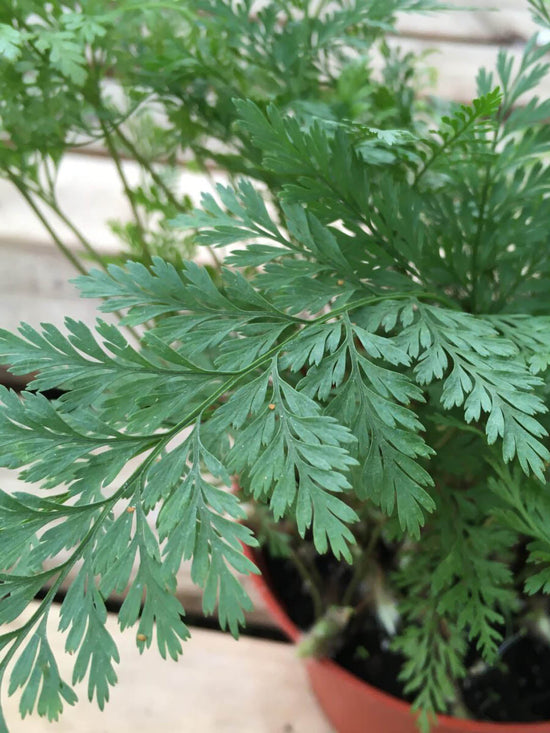 Davallia Fejeensis Plant or Rabbit Foot Fern, Davalliaceae with Green coloured leaves