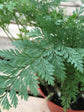 Davallia Fejeensis Plant or Rabbit Foot Fern, Davalliaceae with Green coloured leaves