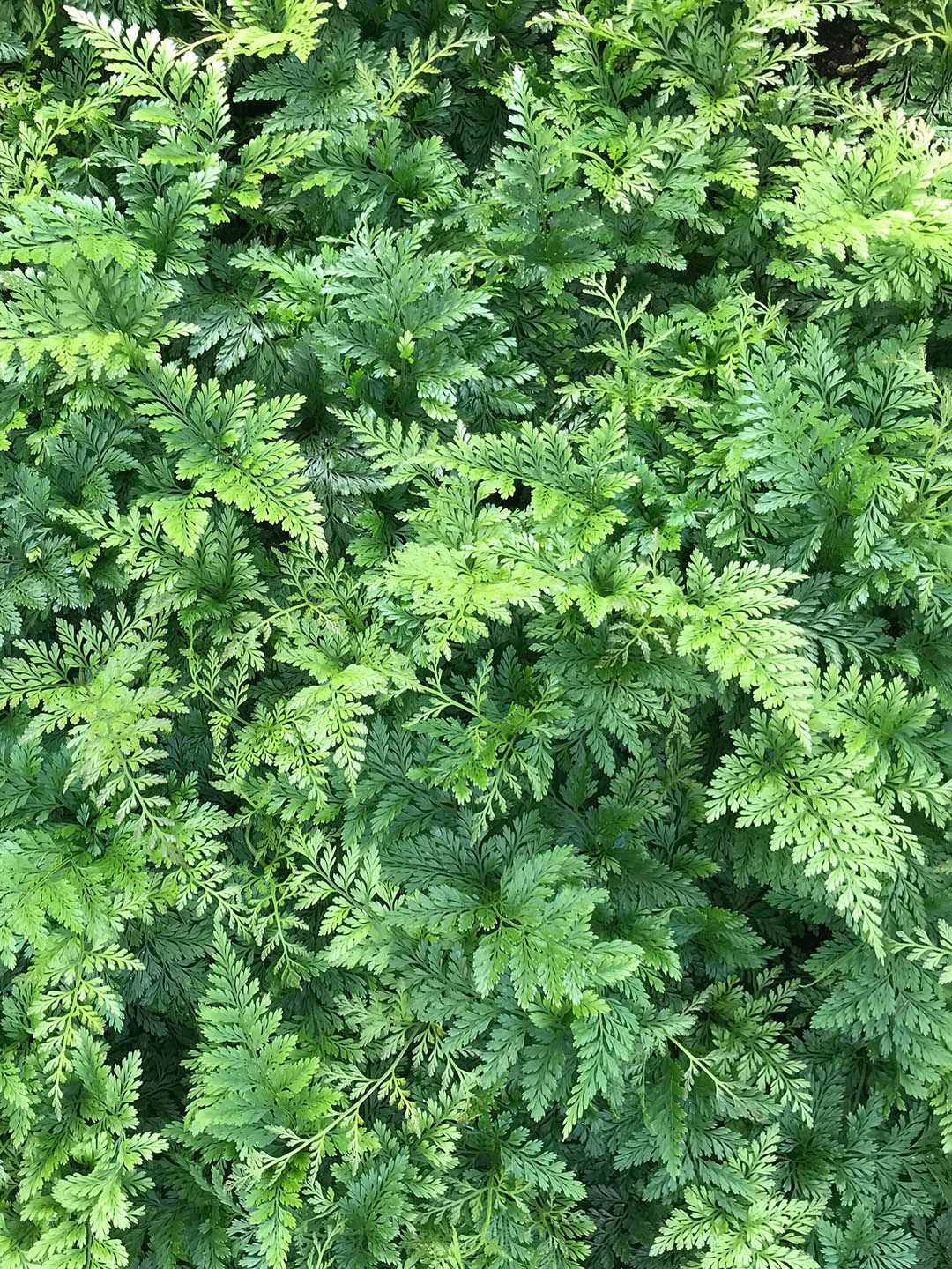 Davallia Fejeensis