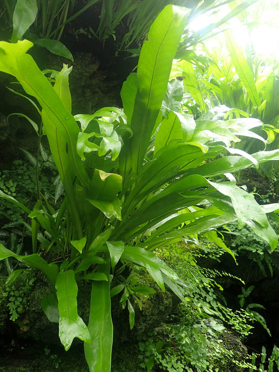 Microsorum Punctatum Plant or Fish Tail Fern ,Terrestrial Elkhorn Fern with Green coloured leaves