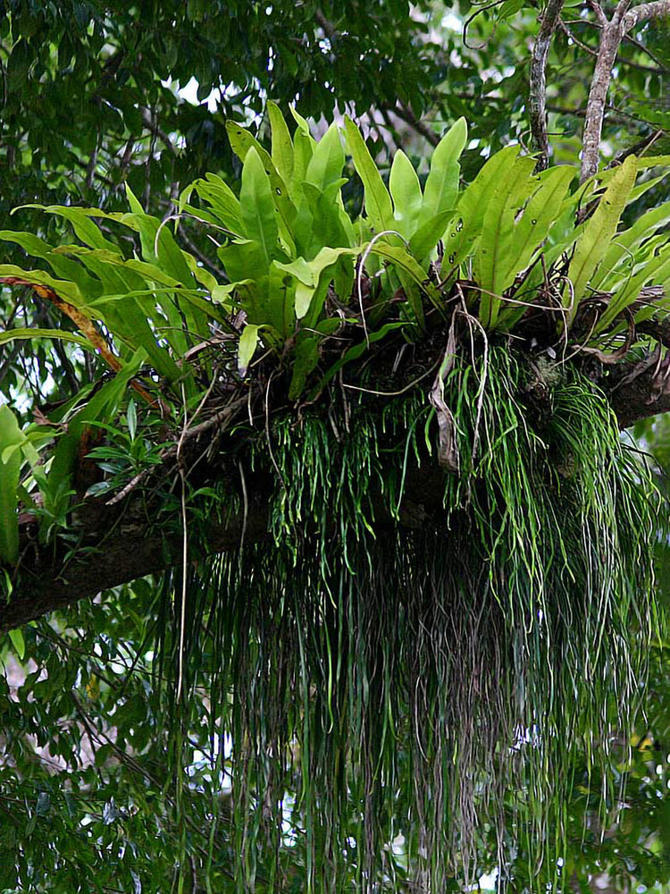 Microsorum Punctatum