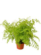 Adiantum Pedatum Golden Plant or Northern Maidenhair Fern with Lime Green coloured leaves
