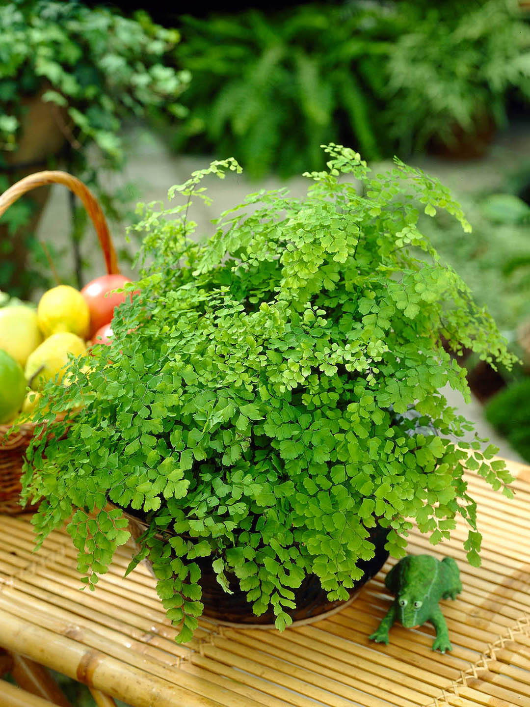 Adiantum Pedatum Green Plant or Northern Maidenhair Fern with Green coloured leaves
